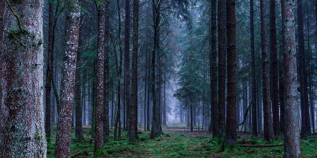 Um einer Übersauerung der Waldböden entgegenzuwirken will das BAFU die Ergebnisse einer einmaligen Kalkung überprüfen. (Symbolbild / Pixabay)