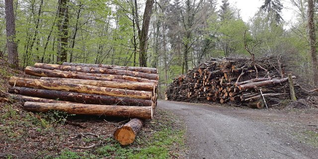 Im Schweizer Wald ist in den letzten Jahren eine grosse Menge Schadholz angefallen. (Bilder Thomas Güntert)