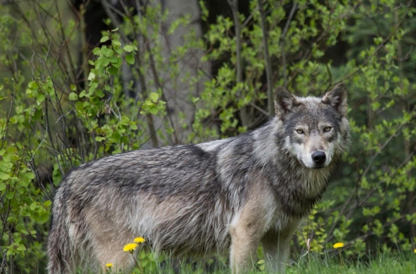 Ist der Wolf zurück in Schangnau? (Symbolbild pixelio)