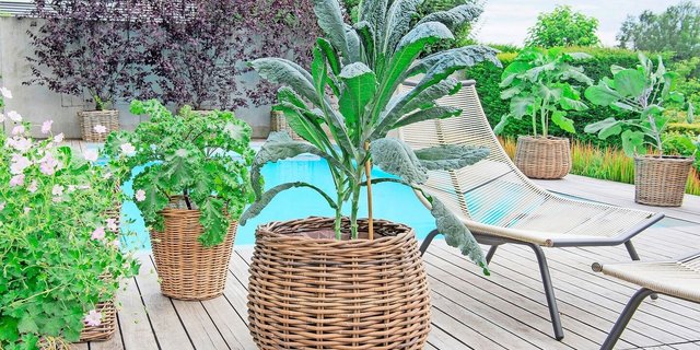 Deko-Kohlpflanzen im XXL-Format sind einheimische, winterharte und teils essbare Hingucker auf Terrassen oder vor Hauseingängen.