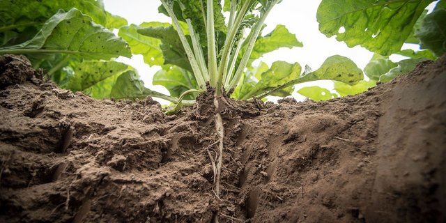 Die Motion der WAK-N, die den ökologischen Anbau von Zuckerrüben mit Direktzahlungen fördern wollte, ist vom Tisch. Das Verlangte werde bereits umgesetzt, so der Bundesrat. (Bild Ehrecke / Pixabay)