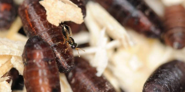 Im Frühjahr eingesetzt, können Schlupfwespen die lästigen Stallfliegen nachhaltig reduzieren, indem sie die Puppen des Schädlings parasitieren. (Bild Andermatt BioVet)