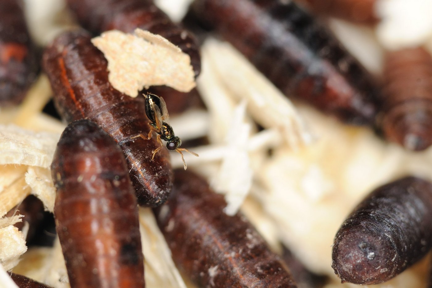 Im Frühjahr eingesetzt, können Schlupfwespen die lästigen Stallfliegen nachhaltig reduzieren, indem sie die Puppen des Schädlings parasitieren. (Bild Andermatt BioVet)