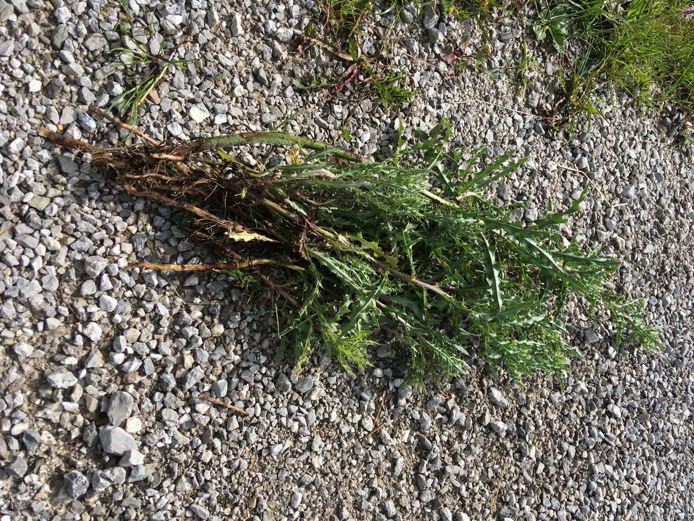 Im ersten Jahr keimt die Pflanze und bildet eine einfache Wurzel, dann kann sie noch relativ einfach ausgezogen werden. Im zweiten Jahr bildet die Ackerkratzdistel unterirdische Ausläufer und es entstehen mit der Zeit die typischen Nester. (Bilder Joel Brülhart)