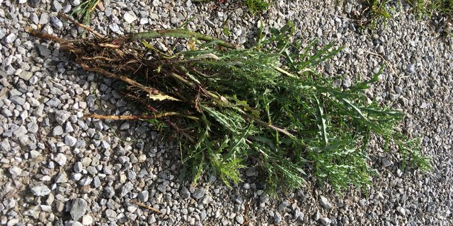 Im ersten Jahr keimt die Pflanze und bildet eine einfache Wurzel, dann kann sie noch relativ einfach ausgezogen werden. Im zweiten Jahr bildet die Ackerkratzdistel unterirdische Ausläufer und es entstehen mit der Zeit die typischen Nester. (Bilder Joel Brülhart)