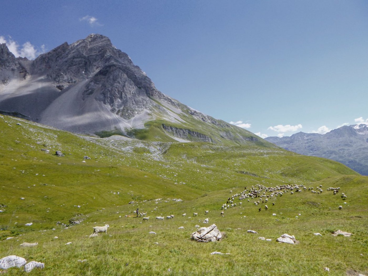 Philipp Jacobi schützt seine Schafe mit Kangalhunden. Diese Rasse ist zwar im Herdenschutz beliebt und stark verbreitet, in der Schweiz jedoch nicht anerkannt und deshalb wird sie weder gefördert noch unterstützt. (Bild Philipp Jacobi)