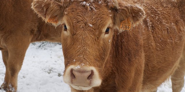 Manche Rinder wie Menschen scheuen sich vor Veränderung, meint der Redaktor. (Bild Pixabay)