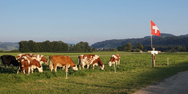Für nachhaltig produzierte Milch nach Standard der Branchenorganisation Milch (BOM) soll es künftig 2 Rappen mehr pro Liter geben. (Symbolbild ji)