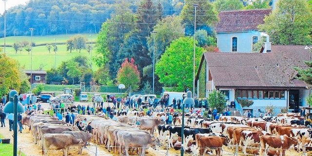 Am 12. April findet in Bretzwil die Eliteschau statt. Aufgeführt werden Kühe von verschiedenen Milchviehrassen.