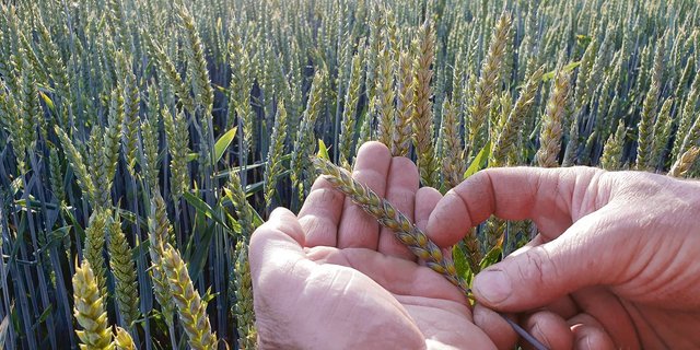 Intensiv geführter Weizen: Der trockene und warme Frühling prägte die Kulturen. Der Dünger zeigte oft mässige Wirkung, dafür blieb auch der Krankheitsdruck tief.(Bild Ruth Aerni)