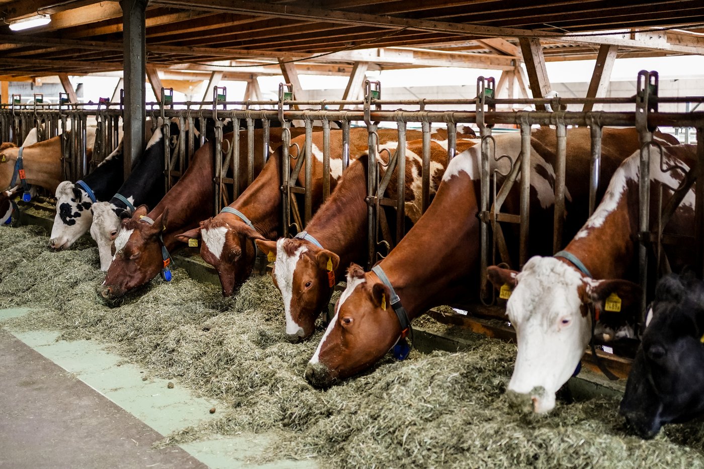 Eine tägliche Mineralstoffversorgung ist bei Milchkühen wichtig. (Bild UFA)