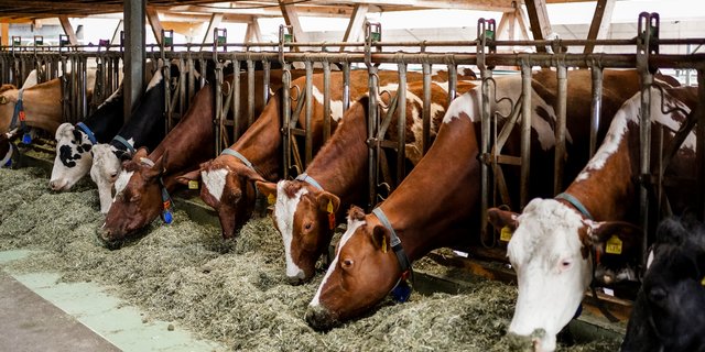 Eine tägliche Mineralstoffversorgung ist bei Milchkühen wichtig. (Bild UFA)