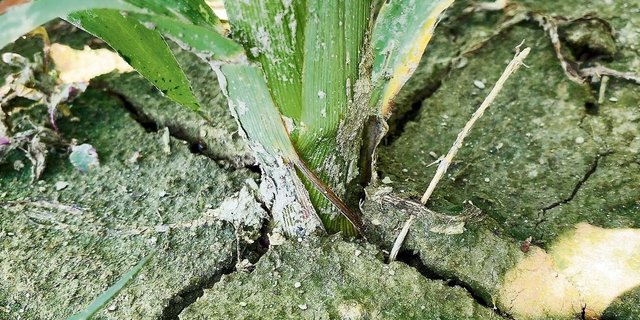 Mit seinen langen Wurzeln kann der Mais Wasser aus der Tiefe anzapfen. Unter anderem über die Fruchtfolge kann man dafür sorgen, dass es dort auch etwas zu holen gibt.