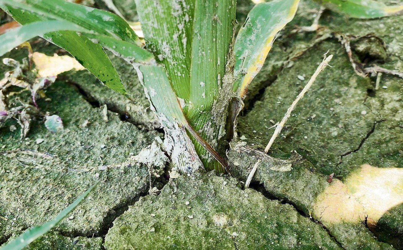 Mit seinen langen Wurzeln kann der Mais Wasser aus der Tiefe anzapfen. Unter anderem über die Fruchtfolge kann man dafür sorgen, dass es dort auch etwas zu holen gibt.