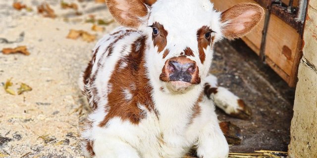 Kälber sind kälteempfindlich und haben ein erhöhtes Erkrankungsrisiko, wenn sie nass werden. Das stellt die Haltung unter freiem Himmel, wie sie gefördert und von Labels teilweise gar gefordert wird, infrage.