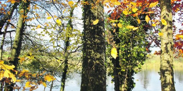 Herbstzauber in Aarwangen BE. Charakteristisch für den Altweibersommer ist neben der Warmwetterphase eine intensive Laubverfärbung. (Bild Brigitte Meier)