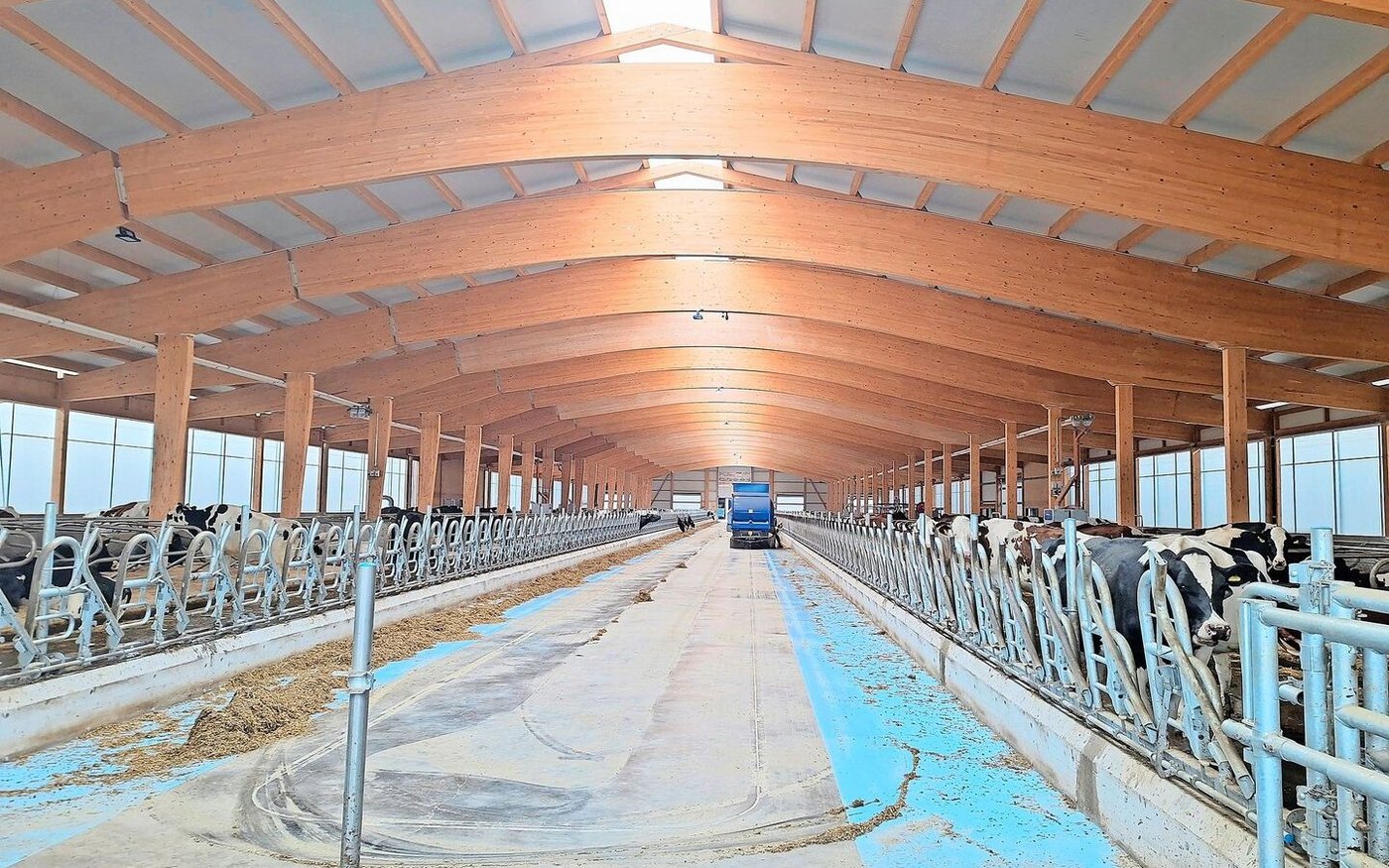 Der neue Stall für die Milchkühe ist mit erhöhten Liegeboxen ausgestattet. 