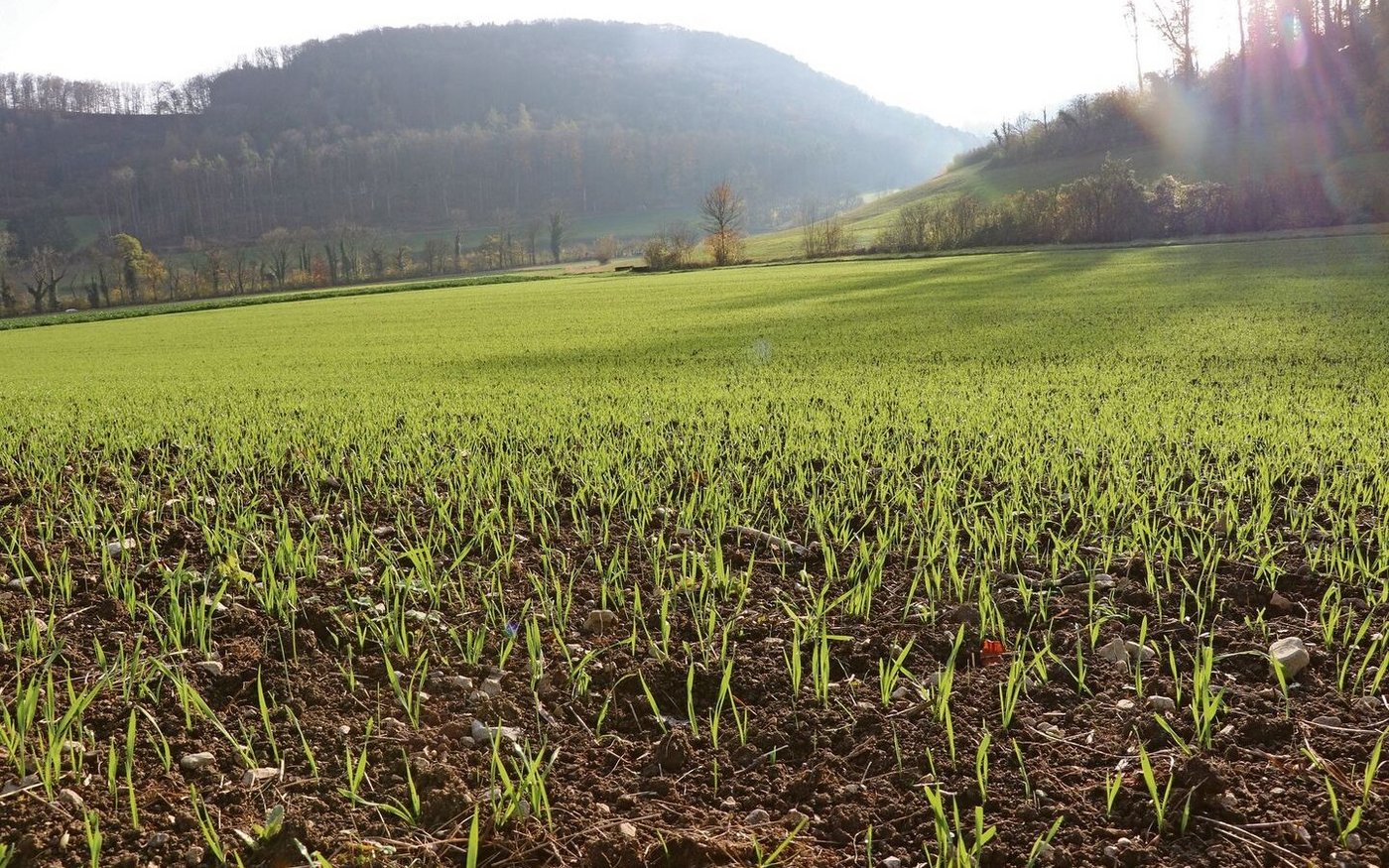 Zu den Faktoren, die für die korrigierten Normen einbezogen werden, gehören Niederschläge im Winter und im Frühling.