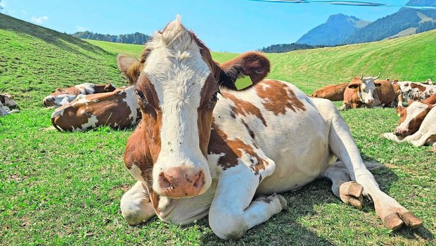 Die Schweiz hat einen regen Tierverkehr. So sind auch Sömmerungsrinder nach Frankreich verstellt. Mit dem Ausbruch von Lumpy Skin muss beim Tierverkehr besonders gründlich auf die Biosicherheit geachtet werden.