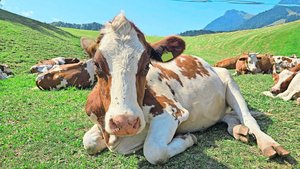 Die Schweiz hat einen regen Tierverkehr. So sind auch Sömmerungsrinder nach Frankreich verstellt. Mit dem Ausbruch von Lumpy Skin muss beim Tierverkehr besonders gründlich auf die Biosicherheit geachtet werden.