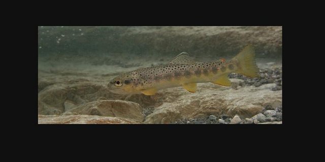 Immer wieder verlieren Fische wegen verunreinigtem Wasser ihr Leben. In diesem Fall stammte die Gülle aus einer Biogasanlage. (Bild Fischberatung.ch) 