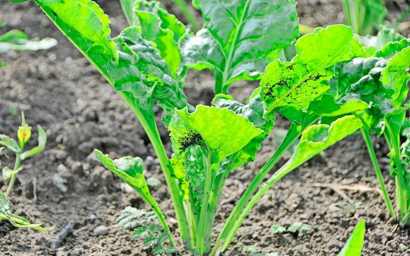 Die Grüne Pfirsichblattlaus bringt die viröse Vergilbung ins Zuckerrübenfeld. Dort können sie auch Schwarze Blattläuse weiterverbreiten.