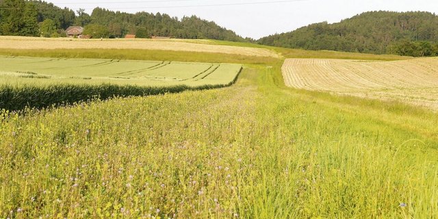 Dieser Nützlingsstreifen wurde Anfang April gesät. Nebenan wächst Winterweizen.