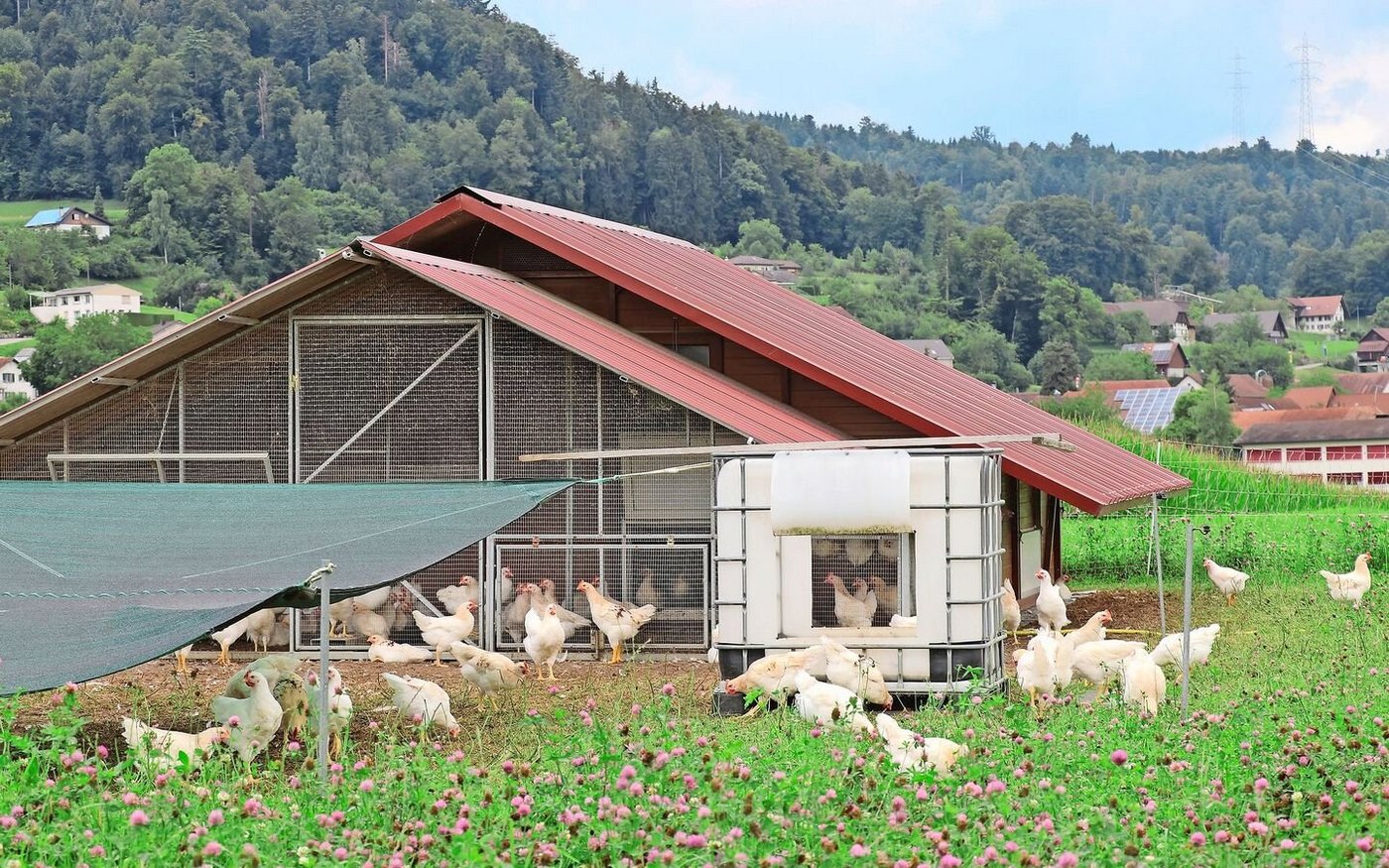 Geflügelhaltung ist für den Betrieb Steiner eine gute Ergänzung zum Pflanzenbau. 
