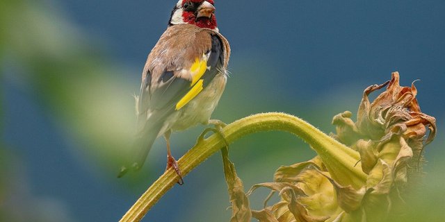 Als Samenfresser ist der Stieglitz überall dort anzutreffen, wo er Sämereien findet. Dabei ist er nicht besonders wählerisch und pickt mit seinem spitzen Schnabel zum Beispiel Sonnenblumenkerne aus dem Blütenstand.