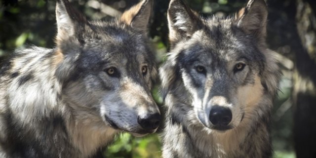 In Österreich existiert laut den Behörden nur in Allentsteig (Niederösterreich) ein Wolfsrudel. (Symbolbild Pixabay)