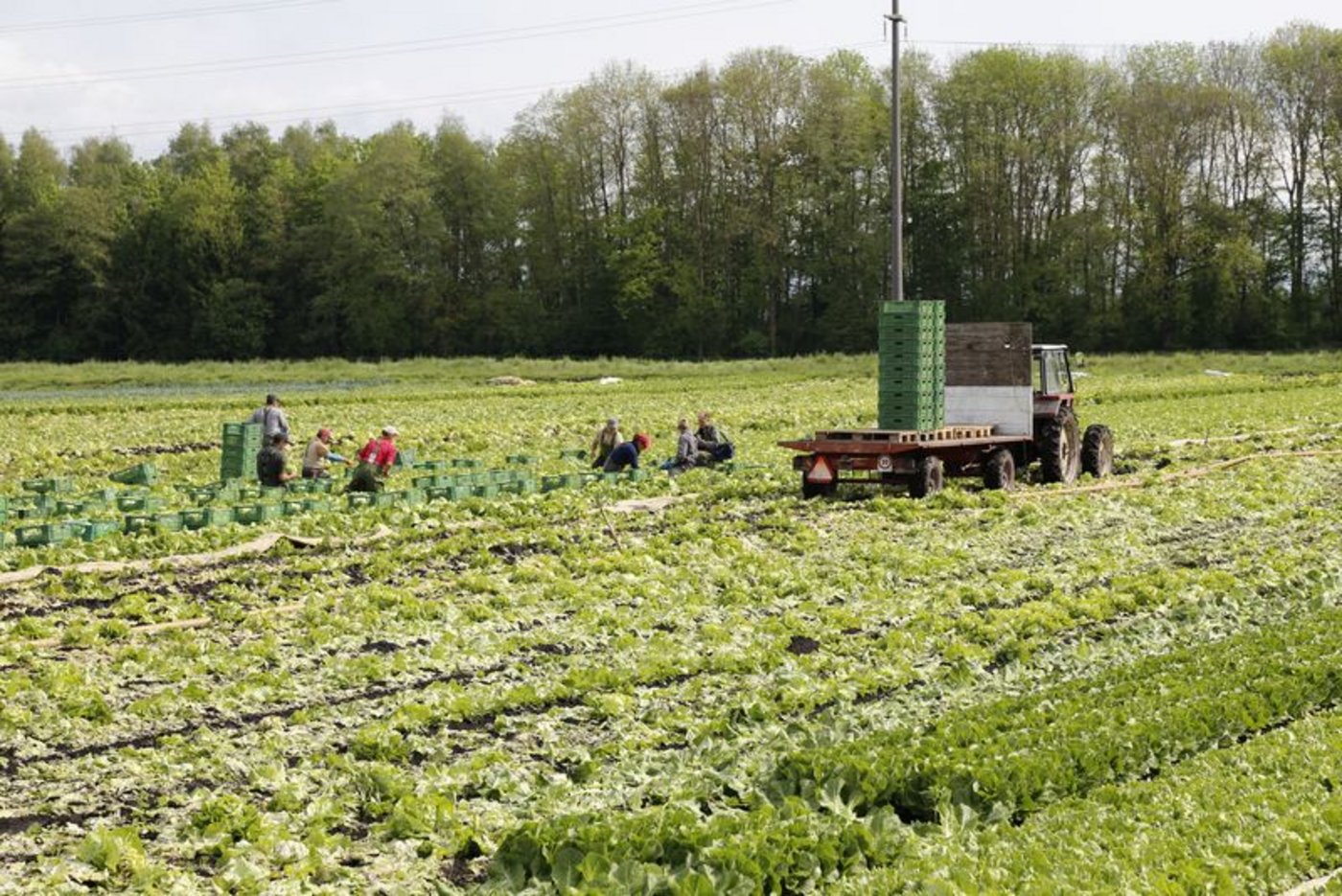 Im Kanton Bern sind die ausländischen Erntehelfer zwar von der Quarantäne-, nicht aber von der Testpflicht befreit. (Bild lid)