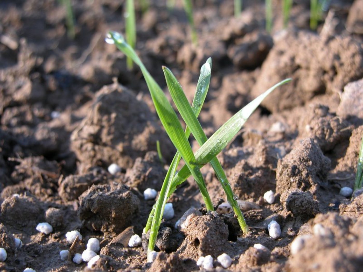 Dank einem reduzierten Einsatz von Stickstoff-Düngern sollen auch die Lachgasemissionen sinken. (Bild BauZ)