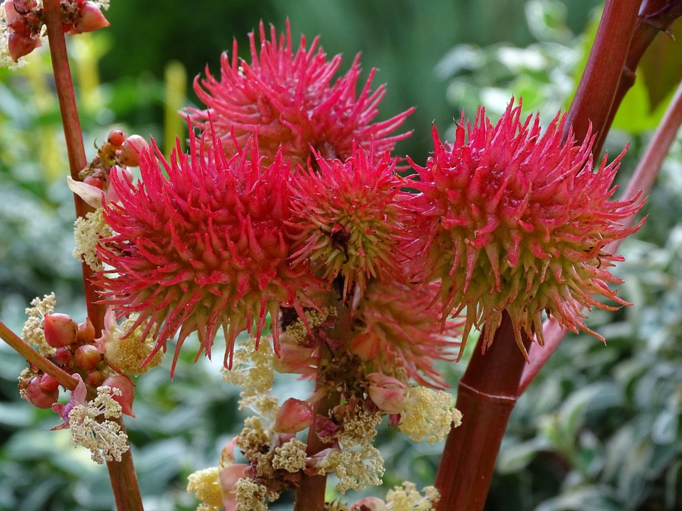 Die Früchte sind rot bis pink und tragen Stacheln. (Bild Pixabay)