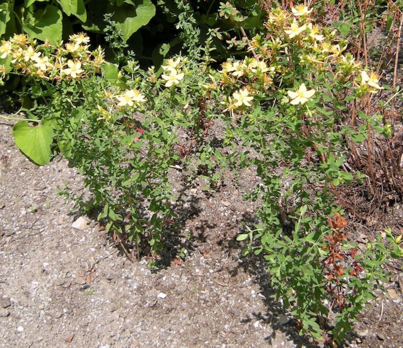 Es gibt neun verschiedene Arten. Das echte Johanniskraut ist am zweikantigen Stängel, den Öldrüsen an Blättern und Blüten und an der Rotfärbung beim Zerreiben der Blüten erkennbar. (Bild asw)