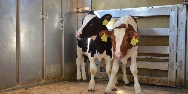 Einlagerungen von Kalbsfleisch sollen helfen, den Markt im Gleichgewicht zu halten. (Bild BauZ)