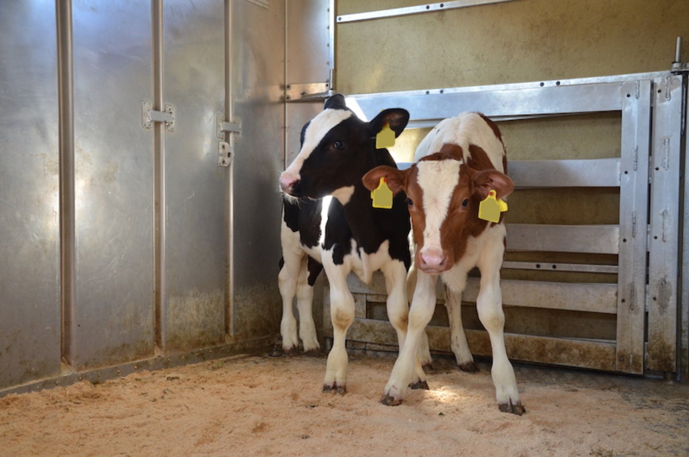 Einlagerungen von Kalbsfleisch sollen helfen, den Markt im Gleichgewicht zu halten. (Bild BauZ)
