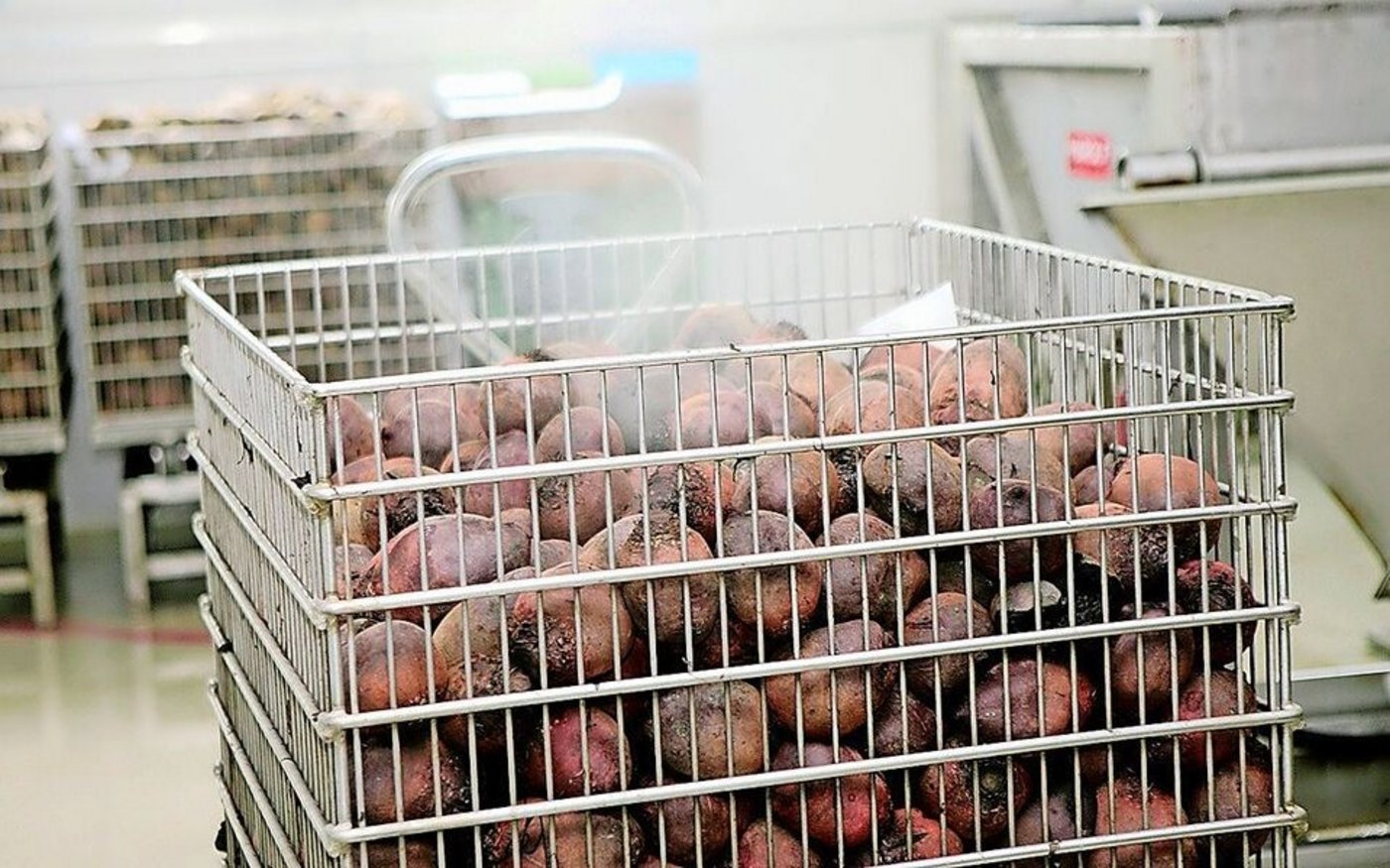 Die Firma Schwab hat sich auf die Verarbeitung von Randen spezialisiert. Das meistverkaufte Produkt sind die bereits fertig gedämpften und geschälten Randenknollen.   