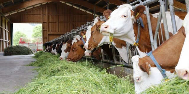 Rinder weisen zwar eine gewisse Empfänglichkeit für das Coronavirus auf, können es jedoch nicht auf den Menschen übertragen. (Bild mw/lid)