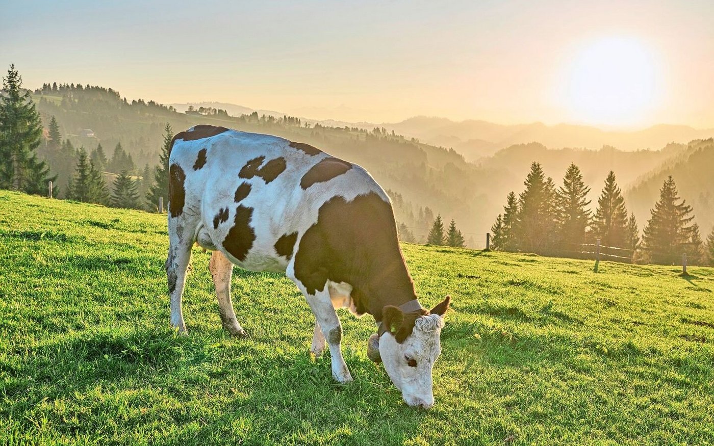 Für das Rindvieh soll es nach einer Verzögerung diesen Spätherbst endlich einen schweizweiten Vergleichswert geben.