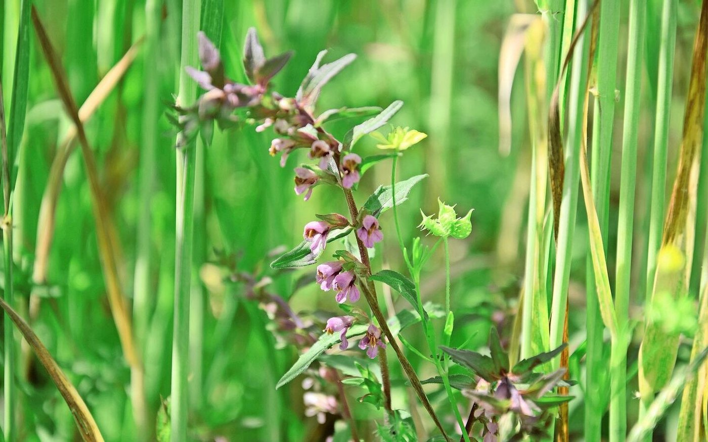 Viele Ackerbegleitpflanzen wie der Frühe Zahntrost (vorne, violett blühend) und der Acker-Hahnenfuss (rechts, gelbe Blüte und stachelige Frucht) brauchen viel Licht am Boden. Man findet sie oft in der Nähe von Ameisenhaufen, da Ameisen ihre Samen verbreiten.