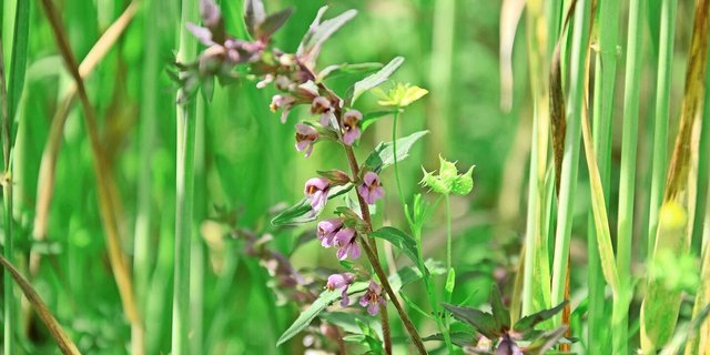 Viele Ackerbegleitpflanzen wie der Frühe Zahntrost (vorne, violett blühend) und der Acker-Hahnenfuss (rechts, gelbe Blüte und stachelige Frucht) brauchen viel Licht am Boden. Man findet sie oft in der Nähe von Ameisenhaufen, da Ameisen ihre Samen verbreiten.