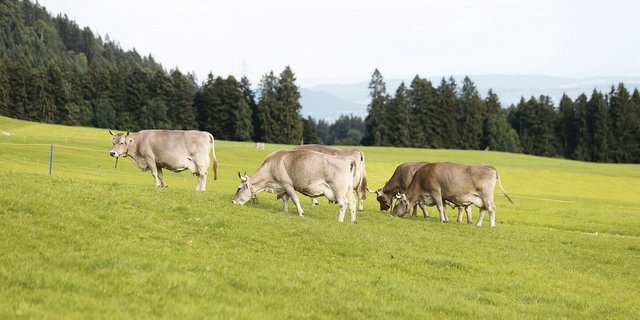 Vieh wird in Schwyz bereits viel geweidet, die Anforderungen des neuen RAUS-Weideprogramms sind aber für viele Bauern nicht praxistauglich.