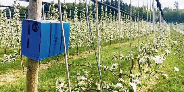 Die «Osmipro»-Nisteinheit von «Pollinature» sollte im Frühjahr an einem sonnenexponierten, vor Wind und Pflanzenschutz geschützten Ort in der Obstanlage aufgestellt werden. Im Herbst schickt sie der Obstbauer zur Pflege der Mauerbienen zurück. (Bild «Pollinature»)