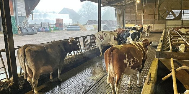 Stand Dezember 2025: Die Kühe haben guten Halt, der Harn fliesst ab.