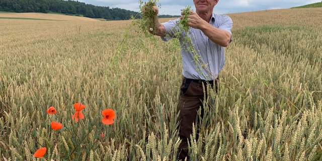 IP-Suisse-Bauer Roland Binder aus Baldingen im Weizenfeld. Dieses Jahr wurden erstmals keine  Herbizide eingesetzt. Gleichwohl sind nur wenige Klebern, Kamillen und Blacken zu sehen. (Bild Josef Scherer)