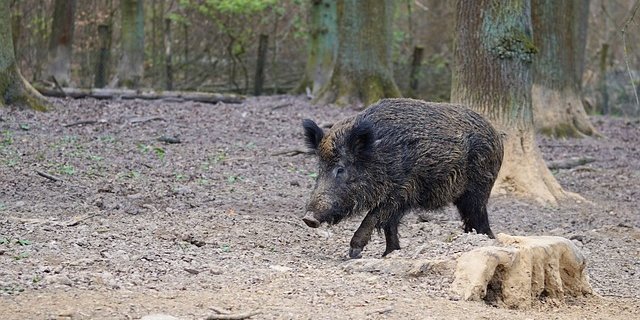 Ein Bodenhilfsstoff, der auf das Signal "Mensch" programmiert ist, soll Wildschweine im Wald halten. (Bild Pixabay) 