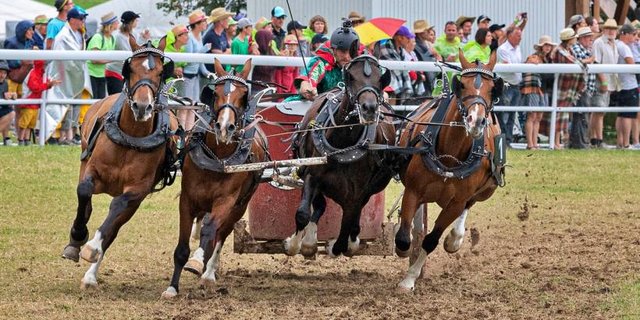 Das Marché-Concours ist die grösste Veranstaltung des Kantons Jura. (Bild marcheconcours.ch)