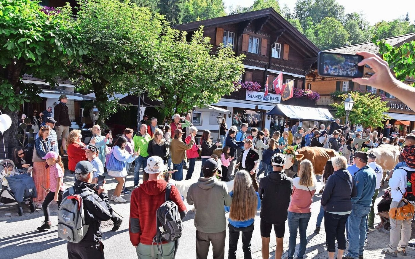 Bei dieser Herde laufen vornweg noch Ziegen mit. Die Tiere laufen zügig, es gibt kein Halten mehr.