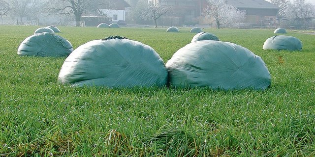 Überschüssiges Herbstgras in einem wüchsigen Jahr. Zu nasse Grassilage ist gärträge und anfällig auf Fehlgärungen. Sie muss zügig verfüttert werden. (Bild Herbert Schmid)