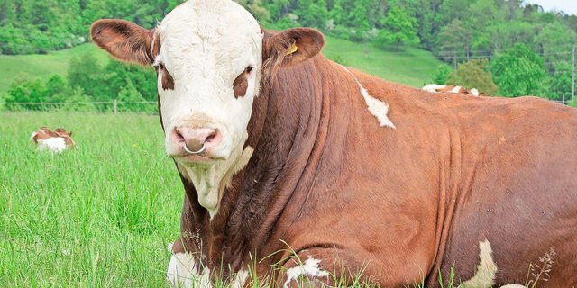 Die Änderungen in der Tierzucht betreffen nicht nur das Rindvieh. Der Bundesrat will, dass für Förderbeiträge wissenschaftlicher gearbeitet wird.